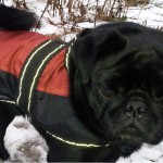 Hund trägt eine Regenjacke