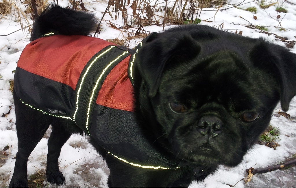 Hund trägt eine Regenjacke
