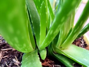 Echte Aloe Detail