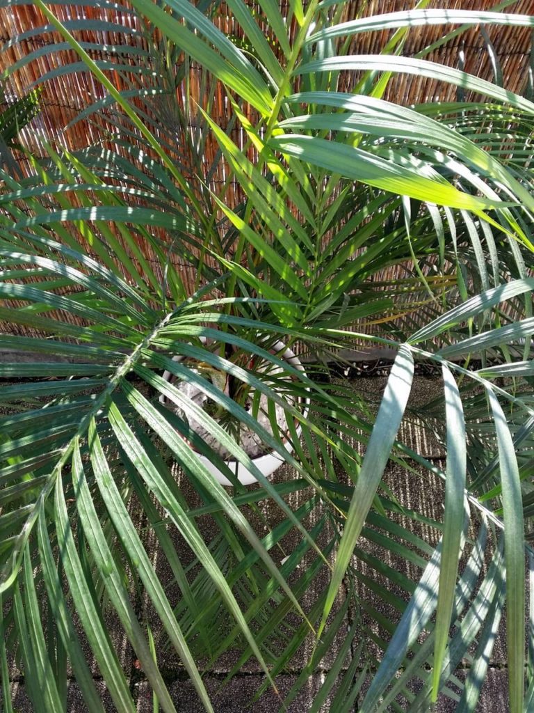 Areca-Palme
