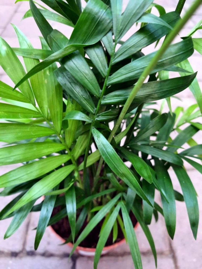 Bergpalme