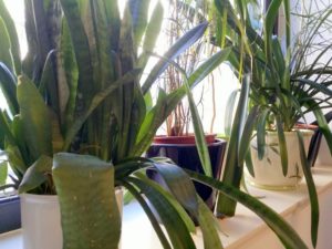 Einige Büropflanzen auf dem Fensterbrett