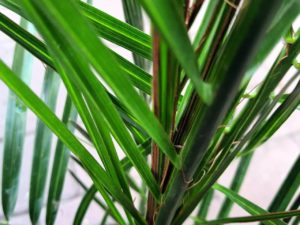 Wedel einer Dattelpalme im Detail