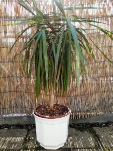 Drachenbaum im Topf