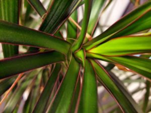 bunte Blätter der Dracaena