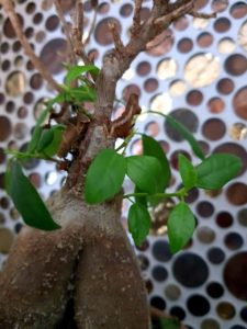 Blätter des Ficus Ginseng