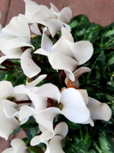 Alpenveilchen Blüten