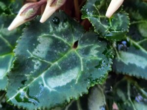 Blatt im Detail eines Alpenveilchen