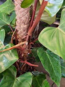 baumfreund Philodendron red emarald
