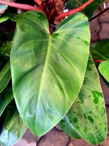 Baumfreund Blatt Detail