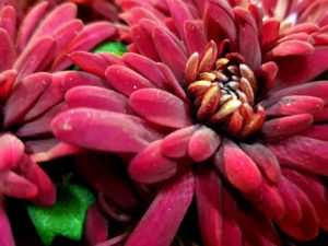 Blüte der Chrysantheme im Detail