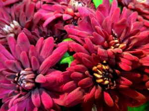roter Blüte Chrysantheme