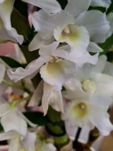 Orchidee dendrobium Blüten