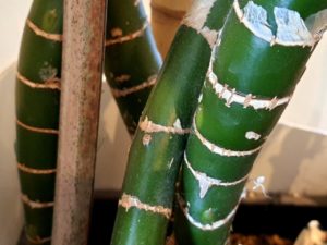 Stamm der Dieffenbachia ist zweifarbig