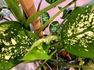 Dieffenbachia Blatt im Detail