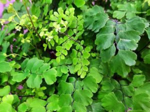 Frauenhaarfarn Blätter