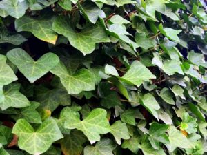 Gemeiner Efeu an Hauswand