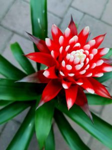 Guzmania