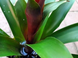 Guzmania Blätter