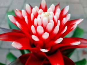 rot Blüte einer Guzmania