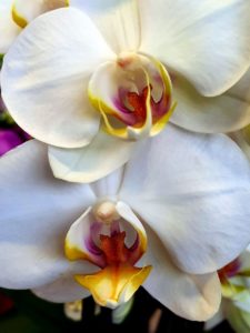 Nachtfalterorchidee Blüten Detail
