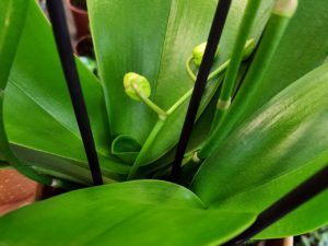 Blätter einer Nachtfalterorchidee