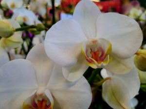 Nachtfalterorchidee Blüten
