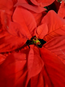 roter Blätter beim Weihnachtsstern