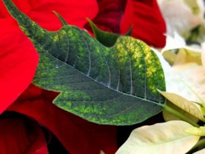 Weihnachtsstern grünes Blatt Detail
