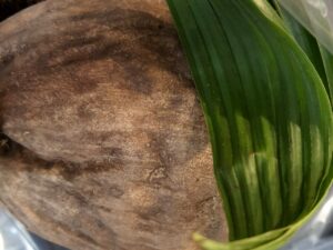 Kokosnuss einer Palme